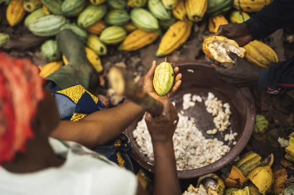 Fairtrade: Niedrige Einkommen trotz Kakaopreisrekord