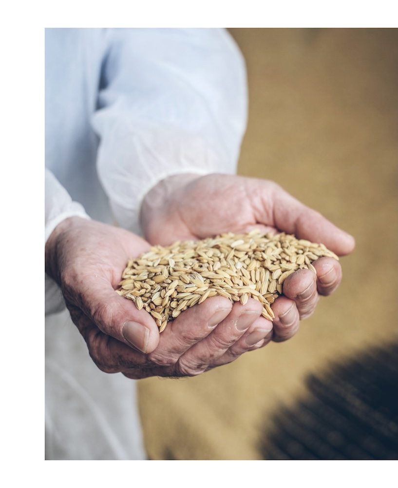 Im Rahmen des Projekts „Rice that sustains“ arbeitet Riso Gallo an der vollständigen Digitalisierung der Lieferkette.