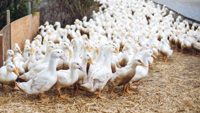 2.000 Enten und 1.800 Weidegänse wachsen bei Familie Lahmer artgerecht auf.