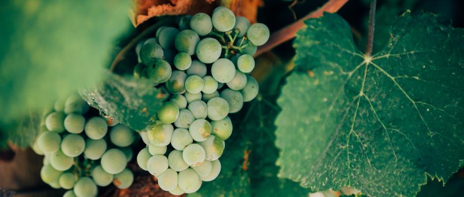 Pixabay grapes-1245739_1920