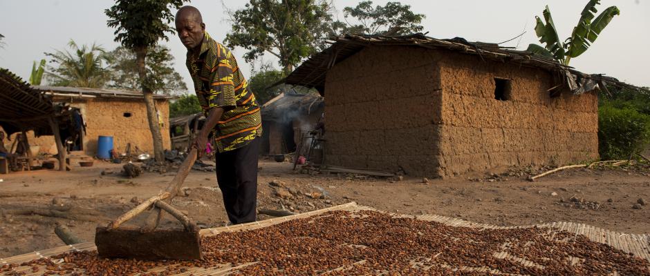 Trocknen der Kakaobohnen bei der Kooperative CANN, Elfenbeinküste. 