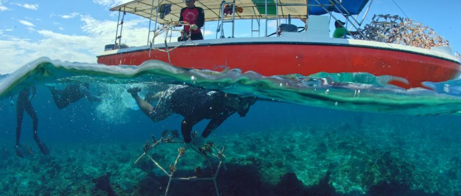 SHEBA® HOPE GROWS PROGRAMM: Taucher bringen so genannte "Reef Stars" zum Schutz und zur Wiederansiedlung von Korallen aus 