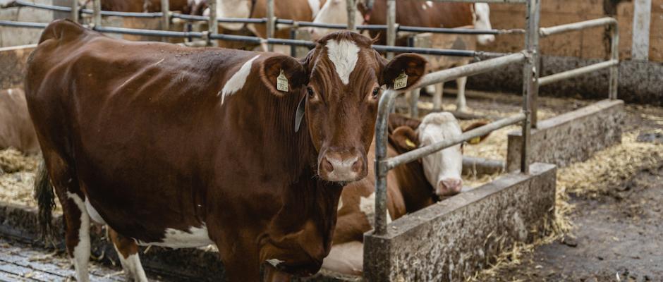 Mehr Bewegungsfreiheit für Milchkühe im AMA-Gütesiegel per 2024