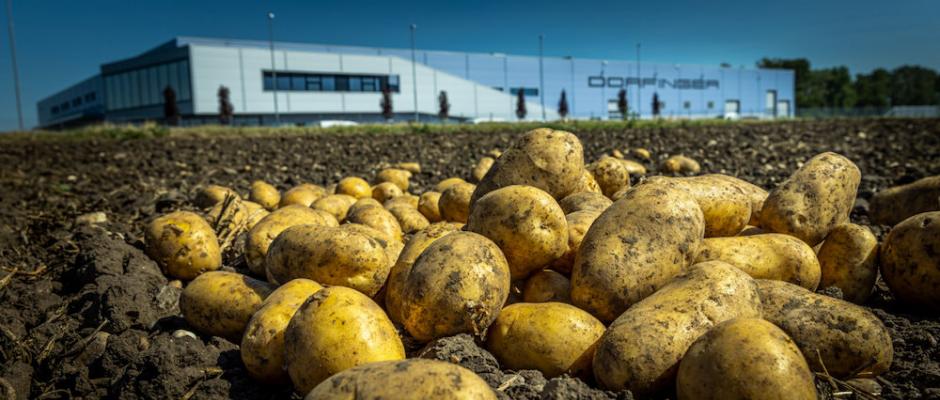 Rund 100 Mitarbeiter verarbeiten bei Dorfinger pro Jahr mehr als 50.000 Tonnen frische Kartoffel und Zwiebel.