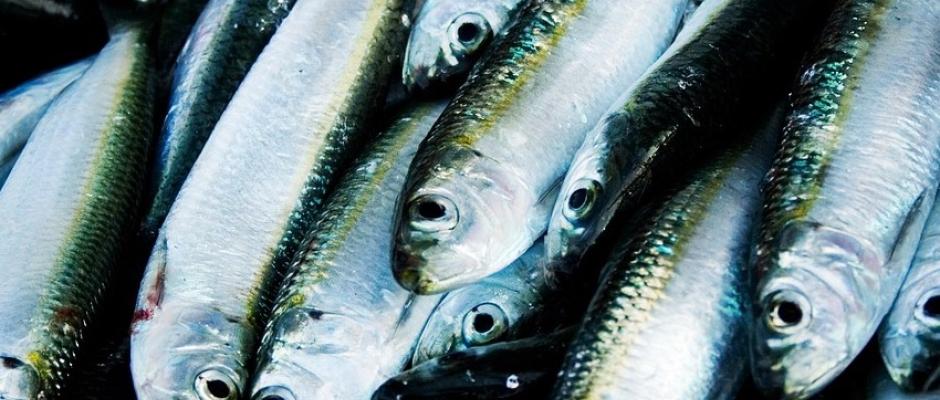 MSC: Raus aus der Überfischungskrise