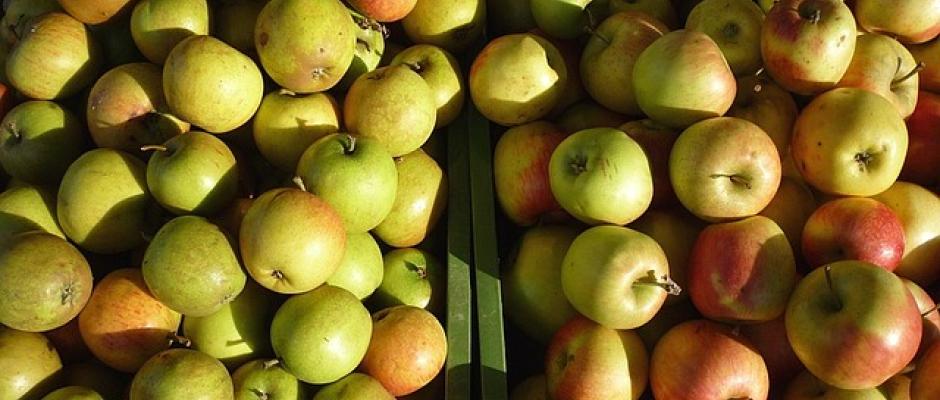 Unlautere Handelspraktiken gegenüber Obstbauern: BWB brachte Geldbußenantrag gegen Großhändler beim Kartellgericht ein