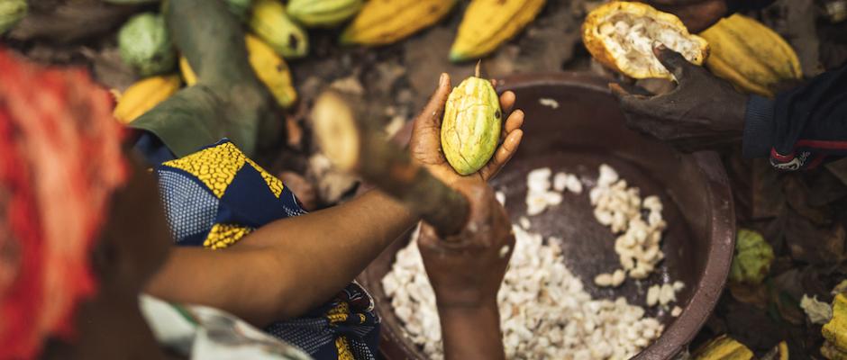 Fairtrade: Niedrige Einkommen trotz Kakaopreisrekord