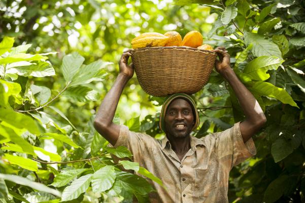 Neuer Kakaopreis in Westafrika