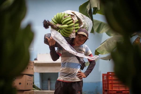 Fairtrade fordert Solidarität und Unterstützung für Bauern vor Ort, wie hier in Peru bei der Bananenernte.