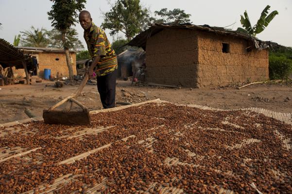 Trocknen der Kakaobohnen bei der Kooperative CANN, Elfenbeinküste. 