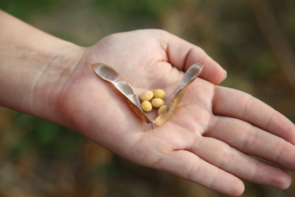 Österreichs Bauern steigern Bio-Sojafläche 