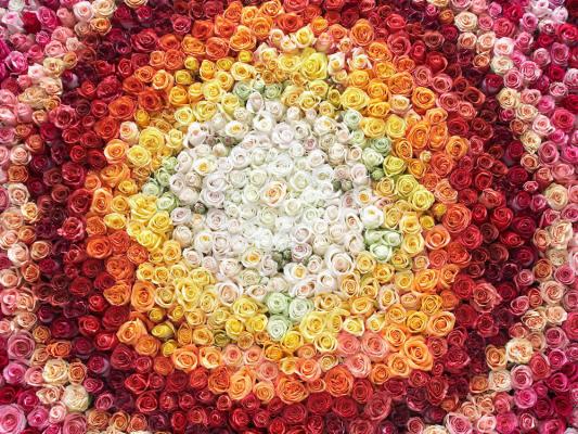 EDITEL: Muttertagsblumen aus dem Supermarkt