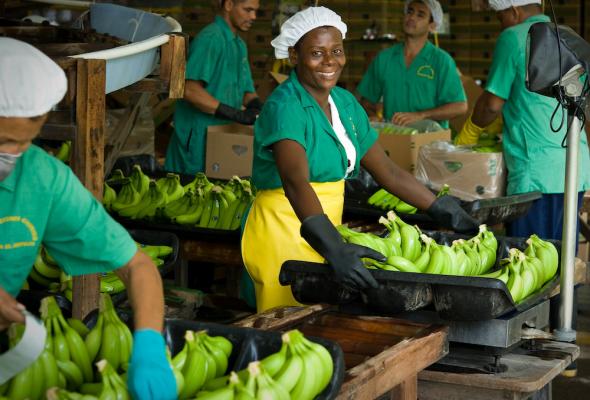 Fairtrade-Grundgehalt für Bananenarbeiter ab Juli 21
