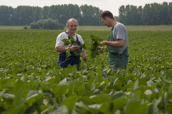 Die Donau Soja-Ernte wächst 2021 um 49 Prozent