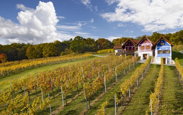 Österreichischer Wein: Traumjahrgang 2021