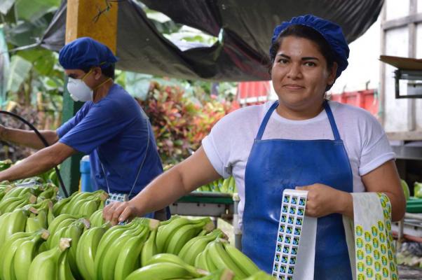 Fairtrade Bananen aus Ecuador