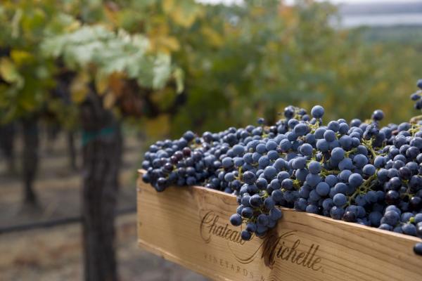 P.M. Mounier vertreibt ab sofort in Österreich exklusiv die Weine von Washingtons renommiertestem Produzenten Ste. Michelle Wine Estates.