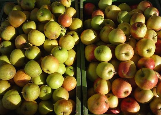 Unlautere Handelspraktiken gegenüber Obstbauern: BWB brachte Geldbußenantrag gegen Großhändler beim Kartellgericht ein