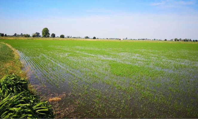 Um die Zukunft des Reisanbaus in Italien zu sichern, entwickelt Riso Gallo nachhaltige Lösungen für die klimabedingten Herausforderungen.