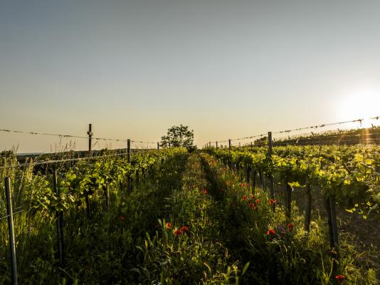 Nachhaltiger Weinbau: Rekord-Rebfläche ist zertifiziert